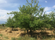 Satılır 2880 sot torpaq Qəbələ