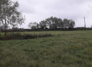 Satılır 400 sot torpaq Lənkəran