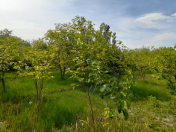 Satılır 12 sot torpaq Ağdaş