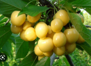 Satılır 4 sot torpaq Quba