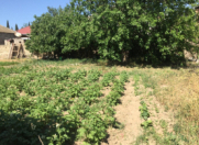 Satılır 4 sot torpaq Aviasiya Akademiyası Universiteti