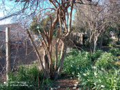 Satılır 3 otaqlı 120 m2 bağ evi Koroğlu m.