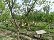 Satılır 8 otaqlı 225 m2 həyət evi Şabran