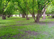 Satılır 43 sot torpaq Balakən