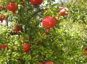 Satılır 36 sot torpaq Göyçay