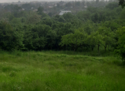 Satılır 50 sot torpaq Zaqatala