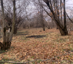 Satılır 33 sot torpaq Qəbələ