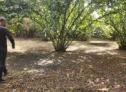 Satılır 32 sot torpaq Zaqatala