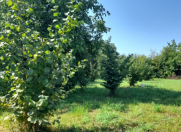 Satılır 12 sot torpaq Qusar