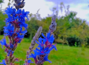 Satılır 1400 sot torpaq Qəbələ