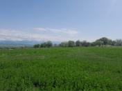 Satılır 1600 sot torpaq Qəbələ