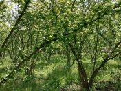 Satılır 13 sot torpaq Göyçay