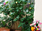 Satılır 2 otaqlı 40 m2 köhnə tikili Biləcəri