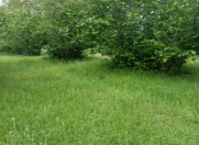 Satılır 16 sot torpaq Oğuz