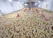 Satılır 0 otaqlı 12 m2 həyət evi Binə