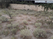 Satılır 4 sot torpaq Saray