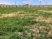 Satılır 100 sot torpaq Məhəmmədli