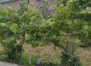 Satılır 3 otaqlı 100 m2 həyət evi Bülbülə