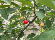 Satılır 3 otaqlı 100 m2 həyət evi Məhəmmədli