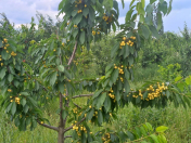 Satılır 12 sot torpaq Oğuz