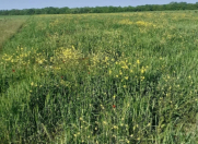 Satılır 183 sot torpaq Xaçmaz