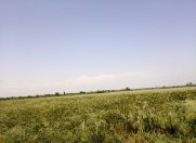 Satılır 260 sot torpaq Xudat