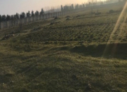 Satılır 100 sot torpaq Xaçmaz