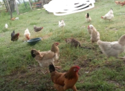 Satılır 40 sot torpaq Cəlilabad