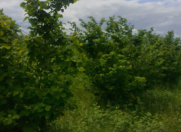 Satılır 10 sot torpaq Xaçmaz