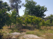 Satılır 10 sot torpaq Pirşağı