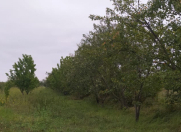 Satılır 130 sot torpaq Quba