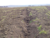 Satılır 1500 sot torpaq Şəki