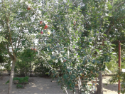 Satılır 2 otaqlı 60 m2 həyət evi Xaşaxuna