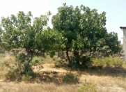 Satılır 12 sot torpaq Xaşaxuna