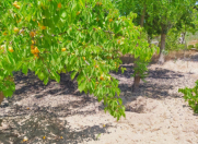 Satılır 5 otaqlı 2500 m2 bağ evi Novxanı