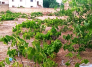 Satılır 4 sot torpaq Novxanı