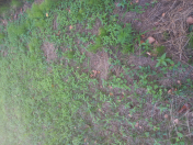 Satılır 12 sot torpaq Lənkəran