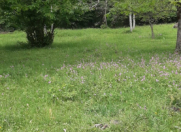 Satılır 37 sot torpaq Qəbələ