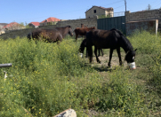 Satılır 10 sot torpaq Heydər Əliyev sarayı