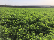 Satılır 200 sot torpaq Balaxanı