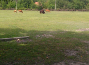 Satılır 10 sot torpaq Qəbələ