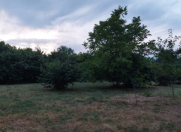 Satılır 16 sot torpaq Qəbələ