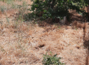 Satılır 5 sot torpaq Koroğlu m.