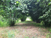 Satılır 22 sot torpaq İsmayıllı