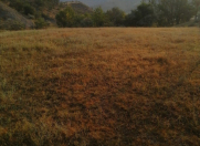 Satılır 8 sot torpaq Xızı