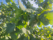 Satılır 550 sot torpaq Xaçmaz