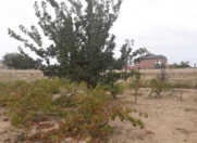 Satılır 6 sot torpaq Pirşağı