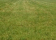 Satılır 2100 sot torpaq Göyçay