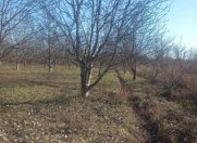 Satılır 10 sot torpaq Xaçmaz