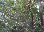 Satılır 10 sot torpaq Atyalı